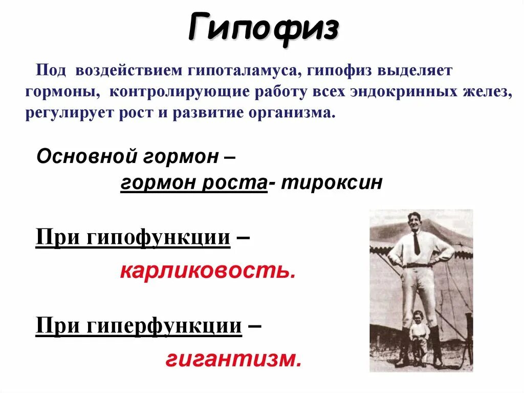 Гипофиз Собачье сердце. Гипофиз история открытия. Пересадить гипофиз Собачье сердце. При гипофункции железа у человека развивается