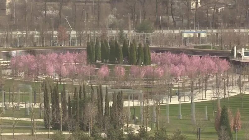 Парк галицкого в апреле. Парк Галицкого в Краснодаре весной. Парк Галицкого в Краснодаре Сакура. Парк Галицкого в Краснодаре 2022. Розарий парк Галицкого.