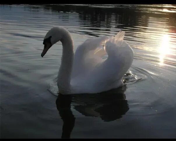 Песня скажите лебеди скажите белые. Белый лебедь. Белый лебедь на пруду. Лебеди в пруду. Лебеди грусти.
