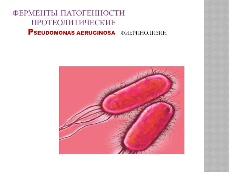 Фибринолизин микробиология. Pseudomonas aeruginosa факторы патогенности. Ферменты патогенности стафилококков. Ферменты патогенности