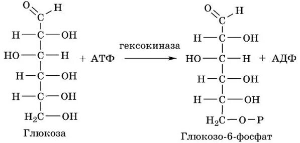 Атф глюкоза адф. Глюкоза АТФ глюкозо-6-фосфат. Глюкоза в глюкозо 6 фосфат реакция. Фосфорилирование Глюкозы, гексокиназа. Глюкоза и гексокиназа реакция.