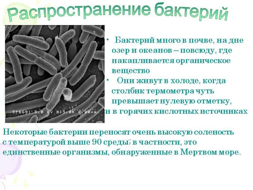 Распространение бактерий. Распространение бактерий в природе. Как распространяются бактерии. Распространение бактерий кратко.