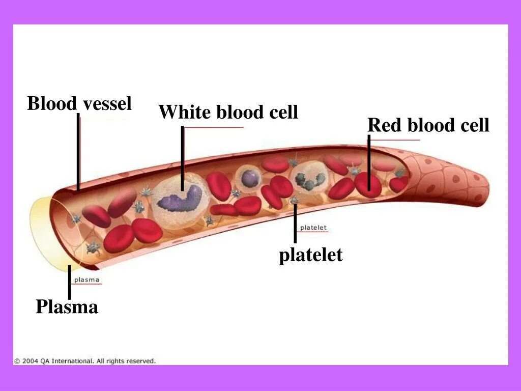 Эритроциты в сосуде. Клетки крови в сосуде. Functions of Blood. Composition of Blood components of Blood.