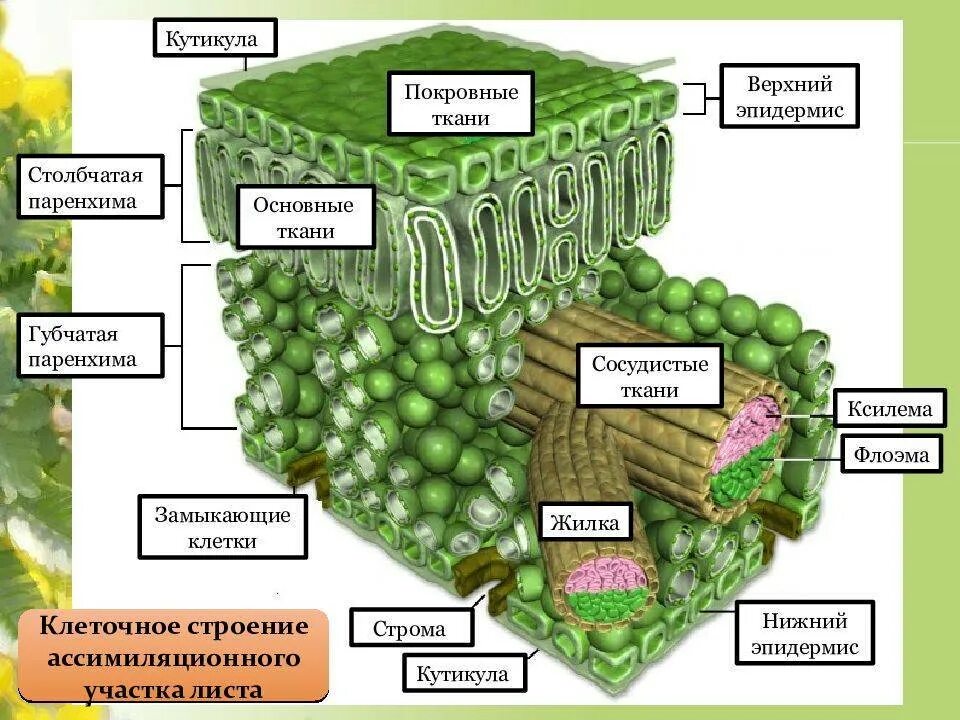 Ткани растений и их характеристика. Основная ткань растений строение. Ассимиляционная паренхима листа. Строение клеток основной ткани растений. Паренхима листа это ткань.