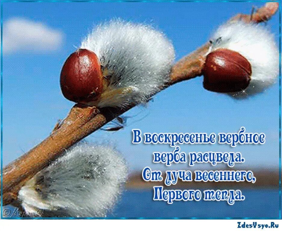 С Вербным воскресеньем. С Вербным воскресеньем открытки. Веточка вербы. Вербное воскресенье картинки. С первым весенним воскресеньем