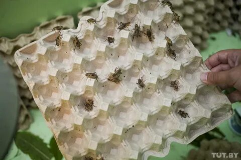 Разводить насекомых