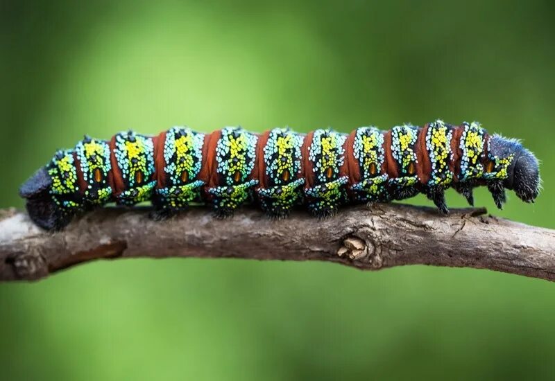 Гусеница - сороконожка. Гусеница 3д модель. Гусеница d258. Caterpillar 3d model. Гусеница д.