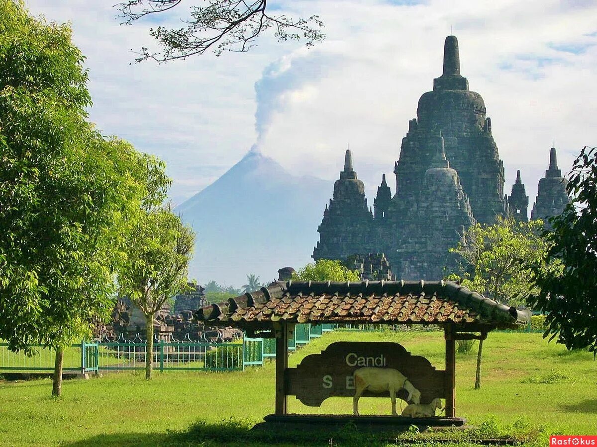 провинция западная ява. рисовые поля на острове ява. пеманданган индия. провинция западная ява. вулкан гунунг батур.