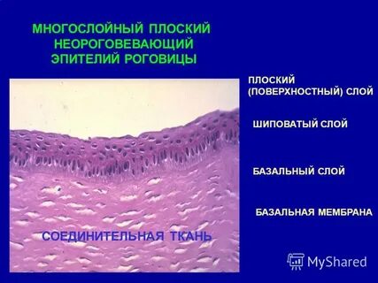 Многослойный плоский неороговевающий эпителий
