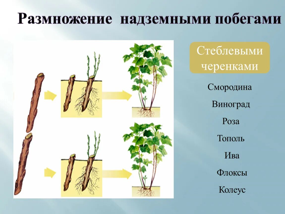 Какие способы размножения надземными побегами вы знаете. Отводки вегетативное размножение. Вегетативное размножение надземными побегами. Размножение стеблевыми побегами. Размножение надземными побегами отводки.