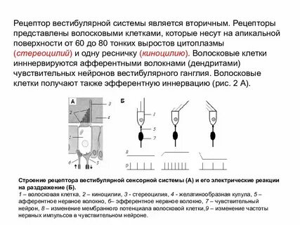 Рецепторы тактильной системы