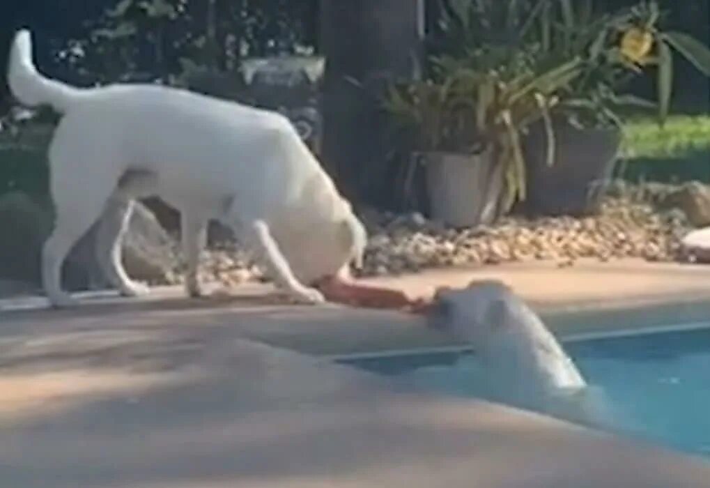 Собака приходит на помощь. Бассейн для собак. Ролик про собаку и бассейн. Собака спасает человека из бассейна. Лабрадор ретривер в бассейне.