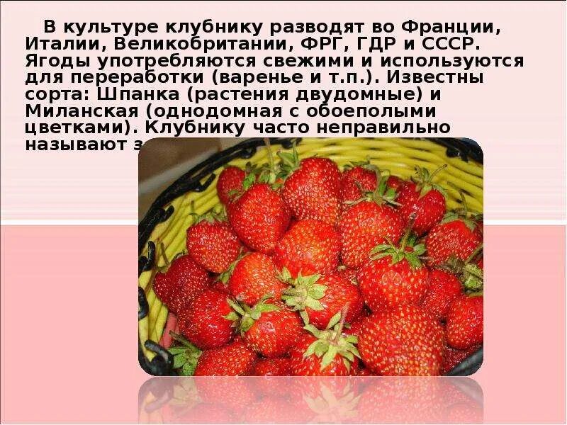 Клубника класс растений. Клубника для презентации. Доклад про землянику. Рассказ о клубнике. Культурные растения клубника.