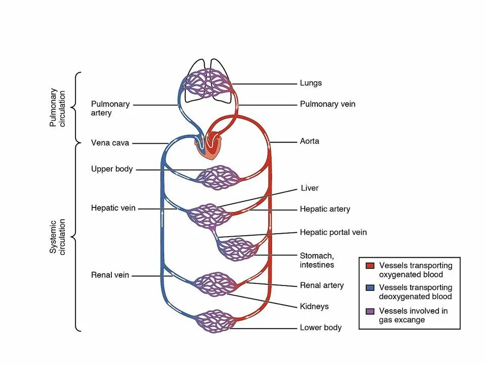 Pulmonary and systemic circulation. Схема технологии "Blood Vessels". Cardiovascular System задания. Human Blood circulation System. Контрольная работа кровь кровообращение