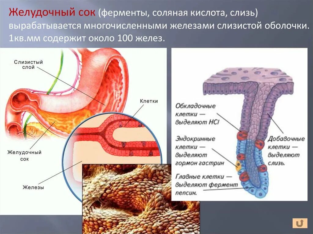 Слизи содержатся в