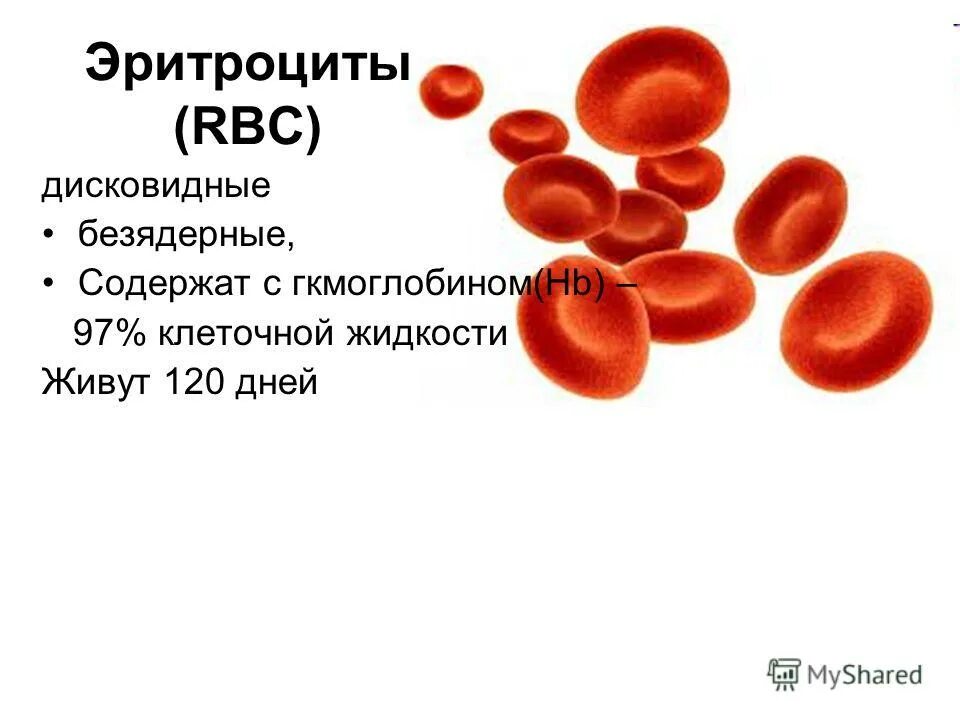 Эритроциты у мужчин. RBC эритроциты. Дисковидные эритроциты. Эритроциты RBC В крови. Эритроциты живут 120 дней.