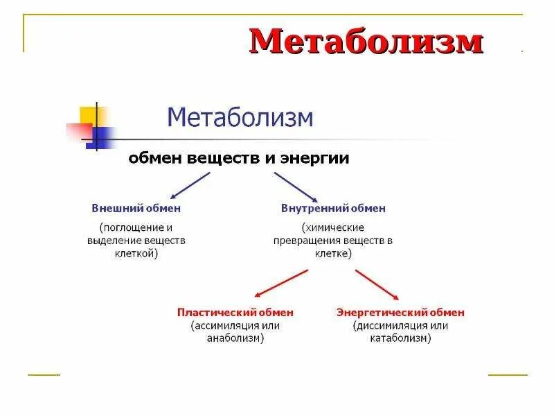 Энергетическим обменом является. Энергетический обмен в клетке презентация. Метаболизм энергетический обмен. Энергетический обмен способы питания. Энергетический обмен это анаболизм.