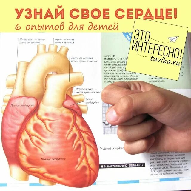 Сердечный 6 букв