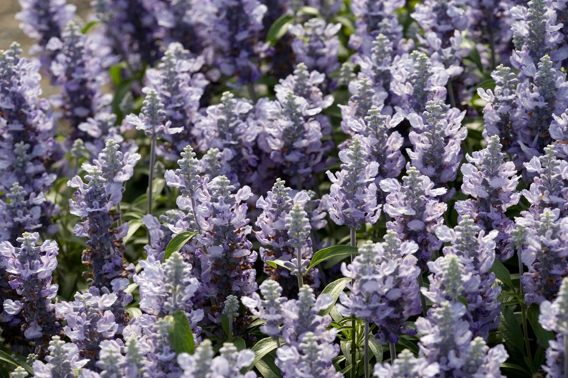 Начинается на ж 6 букв. Начинается на ж 6 букв. Кроссворды для взрослых. Предметы на букву ж для детей. Слова на букву а в начале.