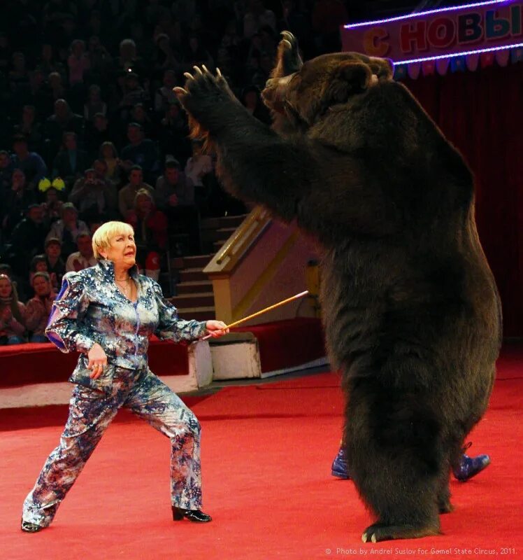 звери в цирке. кого в цирке называют коварным. иван дефорж дрессировщик. медвежий цирк филатовых. гулевич дрессировщик слонов.