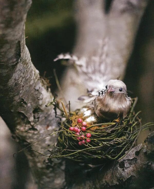 Птенцы в лесу. Гнездо для птиц.. Птички в гнезде. Гнезда лесных птиц. Птицы лес гнездо.