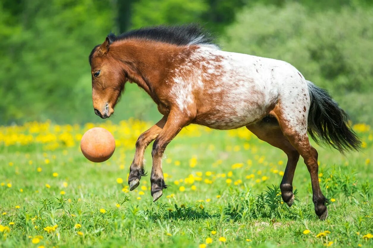 Сколько бежит лошадь. Мяч для лошади. Лошадь вблизи. Лошадь отдыхает. Лошадь играется.