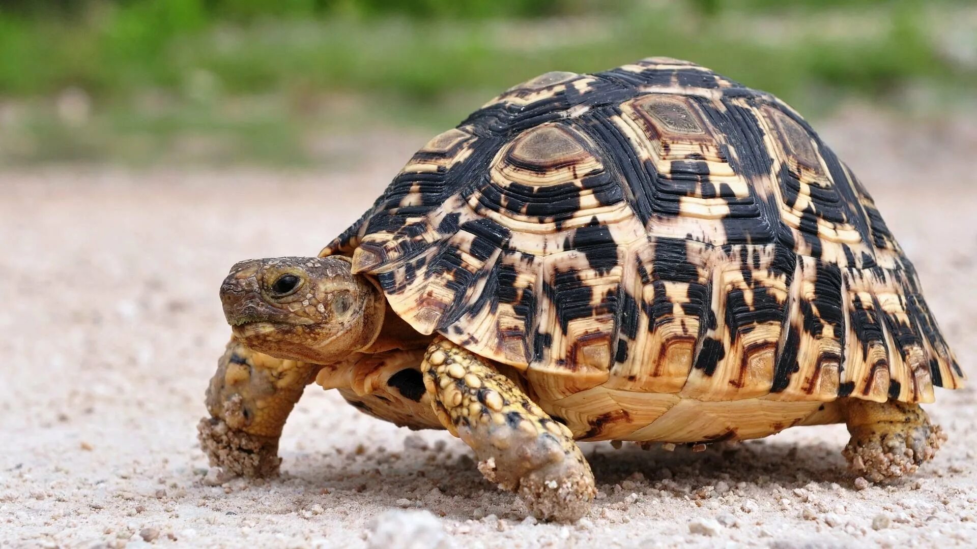 Сухопутная леопардовая черепаха. Пантеровая черепаха. Geochelone pardalis. Пятнистая черепаха сухопутная. Питомцы черепахи