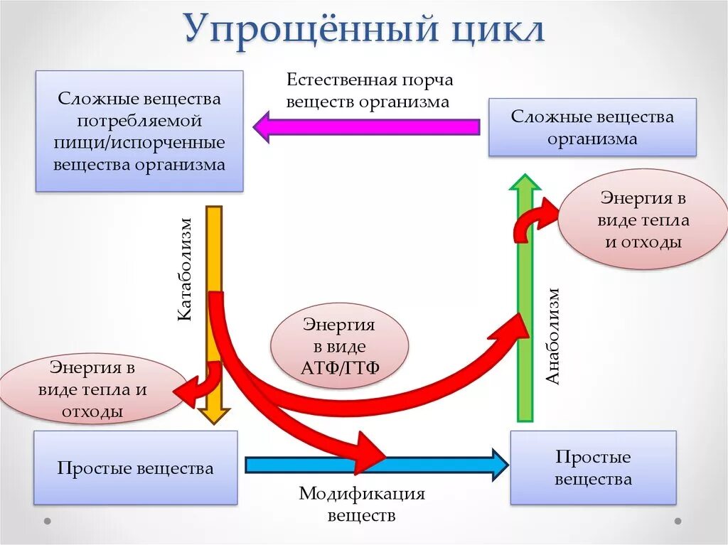 Стадии потребления энергии в организме. Энергия АРФ В виде тепла. Сложный цикл. Сложный цикл в химии. Цикл сложного процесса