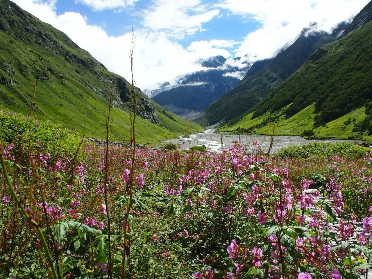 долина растений интернет магазин каталог 2022г. горный алтай в июле. долина растений каталог.