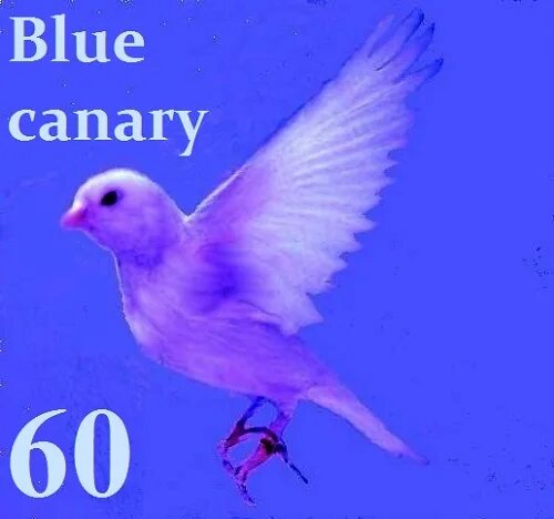 Blue Canary. Vincent Fiorino Blue Canary. Голубая канарейка. Голубые Фиорино канарейки. Blue canary текст