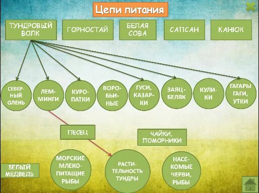 Составить пищевую цепь тундры