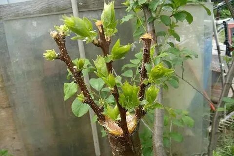 Абрикосы черенками