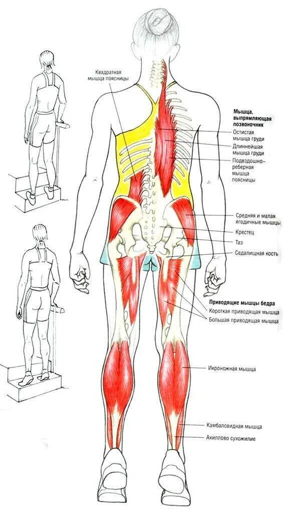 Мышцы ног. Какие мышцы работают. Мышцы бедра и поясницы. Мышцы задействованные при подъеме ног. Поясница бедра