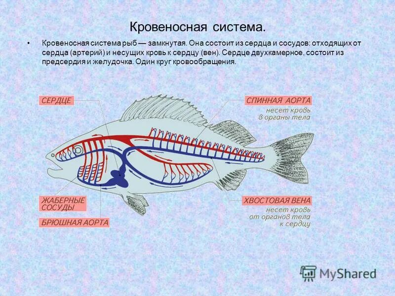 Какие системы органов у рыб. Кровеносная система рыб 7 класс биология. Кровеносная система у рыб система у рыбы. Внутреннее строение рыбы кровеносная система. Схема строения кровеносной системы рыб.