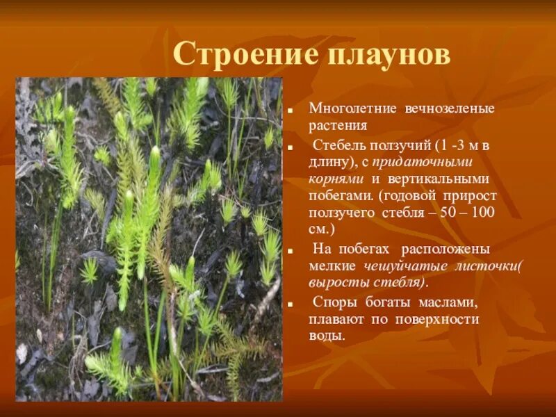 Корни тип корневой системы плаун. Стебель плауна. стебель и корни плаунов. стебель плауна прямостоячий. стебель плауна ползучий прямостоячий.
