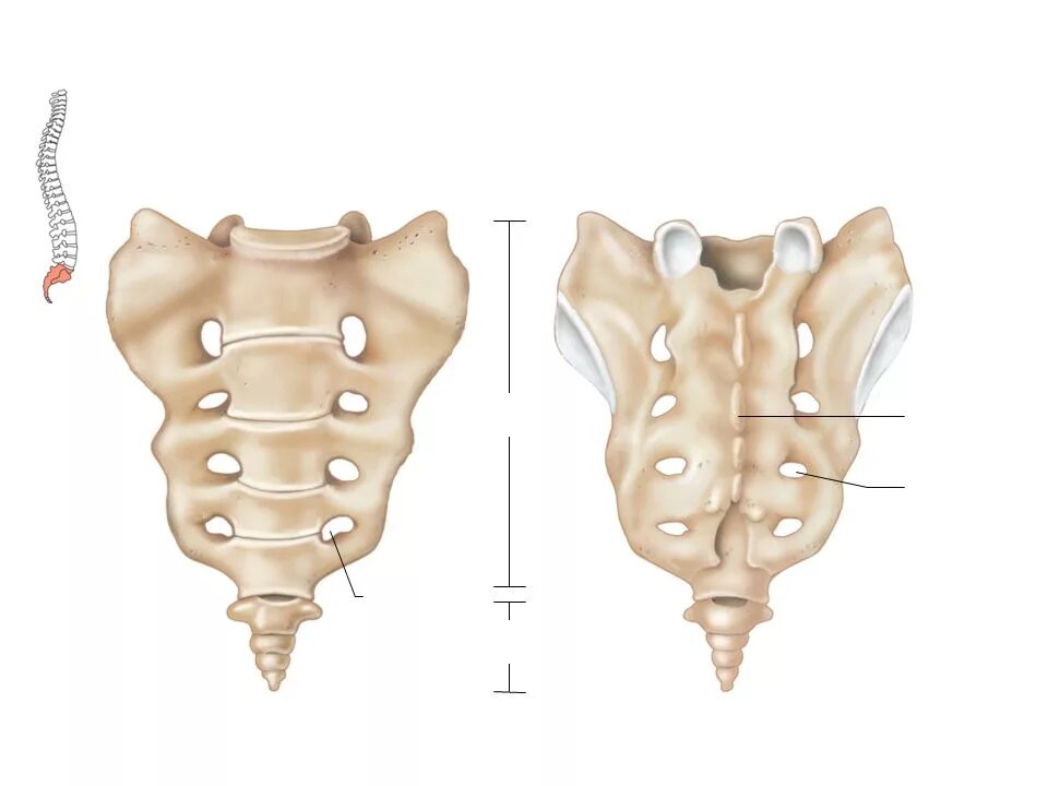 Строение крестцового позвонка. Крестцовые позвонки (vertebrae sacrales),. Крестец и копчик анатомия. Анатомия крестцово копчикового отдела.