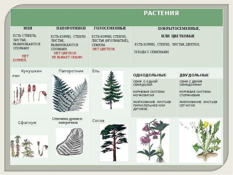 Впр голосеменные растения 7 класс. Признаки отделов растений. Основные отделы растений. Растения различных отделов. Группа растений цветковые.