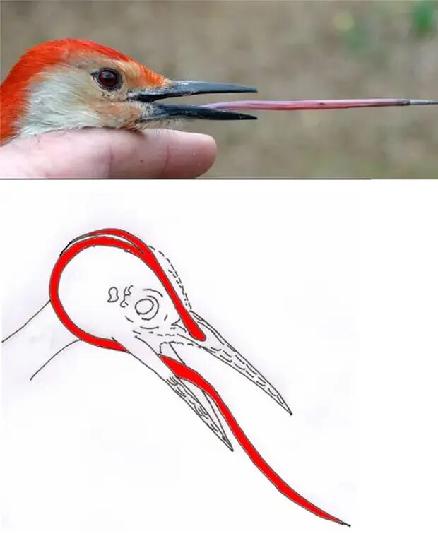 Колющие птицы
