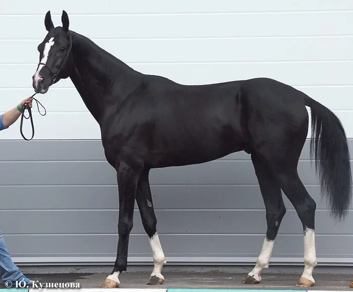 красно рыжая масть лошади. гнедая лошадь с широкой проточиной. цыганская вороная лошадь. морда рыжего коня. рыжая лошадь с белыми пятнами.