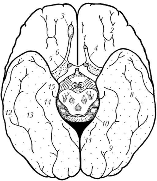 Нижняя поверхность мозга. Борозды базальной поверхности мозга. Базальная поверхность больших полушарий. Нижняя поверхность полушарий большого мозга. Извилины базальной поверхности.