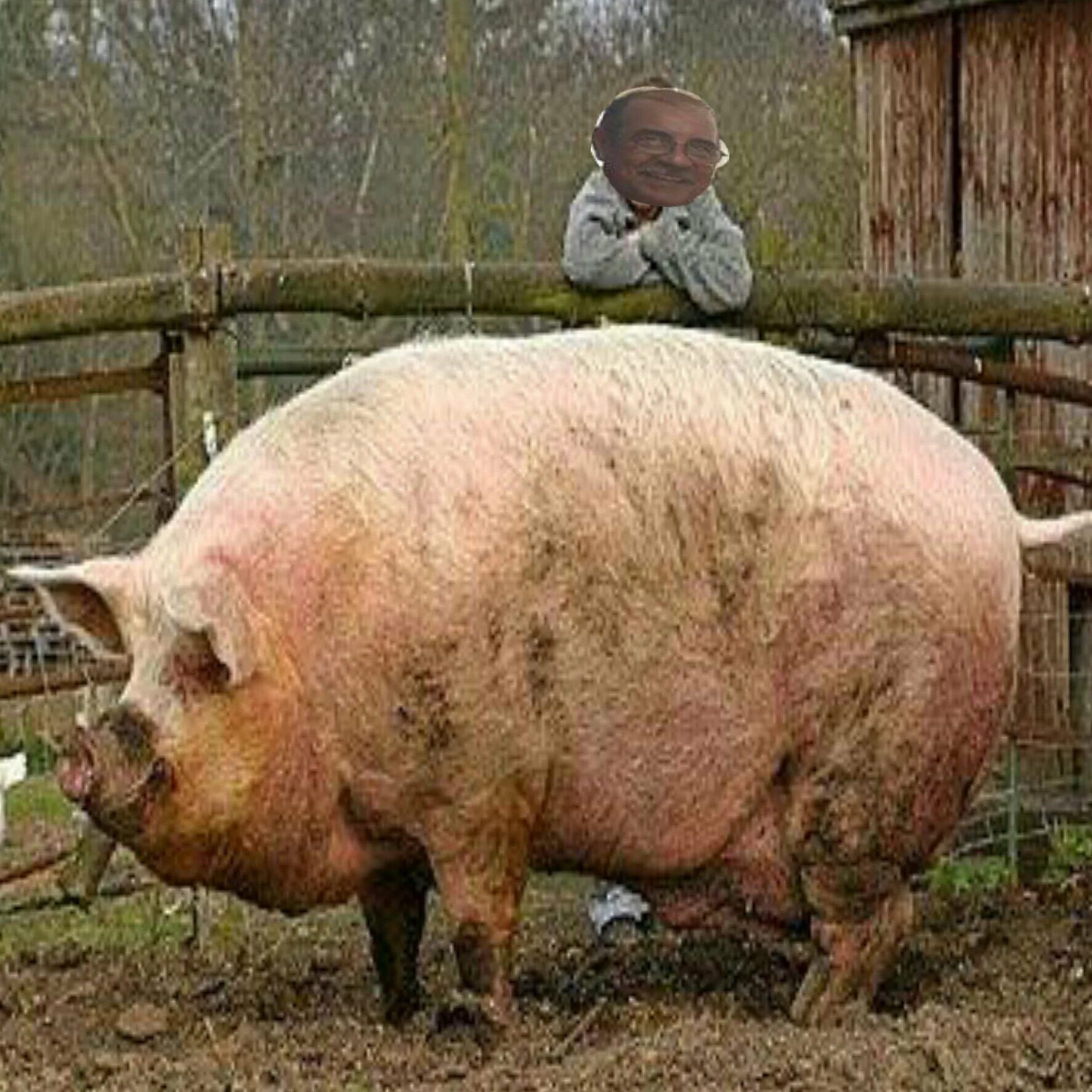 Big pig. Самая большая свинья в мире вес.