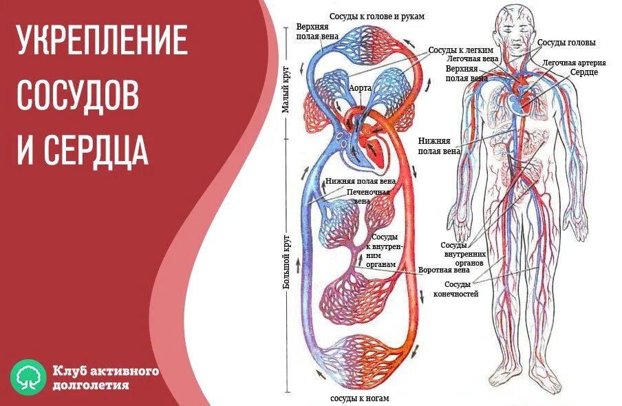 Сосуды оздоровление. Сердечно-сосудистая система человека. Сердце и кровеносные сосуды. Кровеносная система человека сердце. Сердечно сосудистая система сердце сосуды.