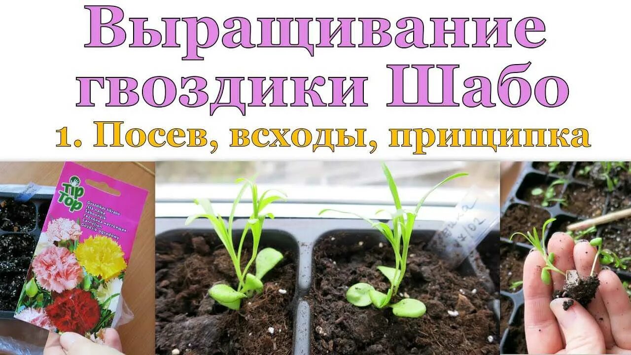 Посадка турецкой гвоздики семенами. Гвоздика Шабо пикировка. Гвоздика Садовая Шабо рассада. Гвоздика Шабо пикировка рассады. Гвоздика Шабо прищипывание рассады.