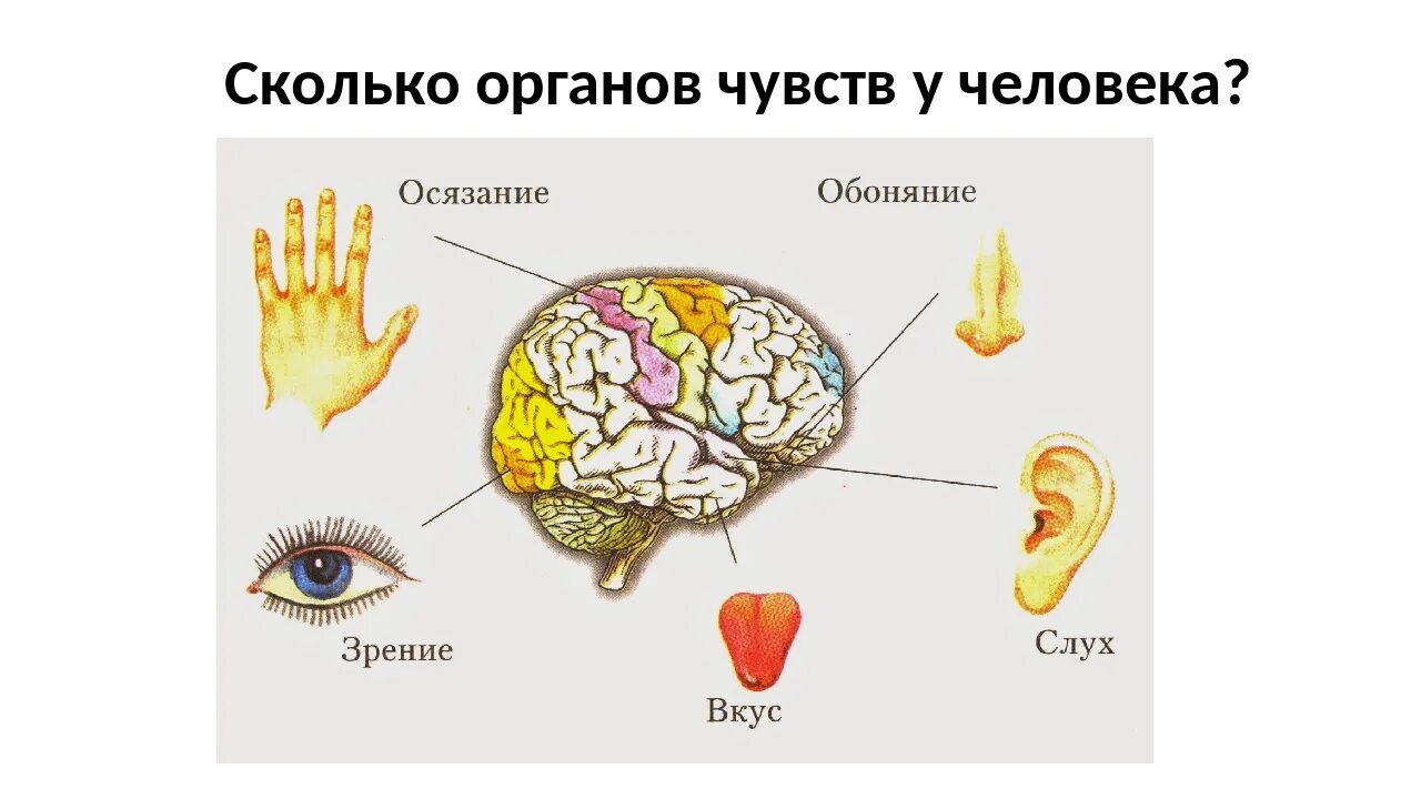 Отделы мозга обоняние. Нервная система и органы чувств человека. Анализаторы осязания вкуса и обоняния. Зрение слух обоняние осязание. Органы чувств схема.