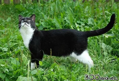 Грудка кошки