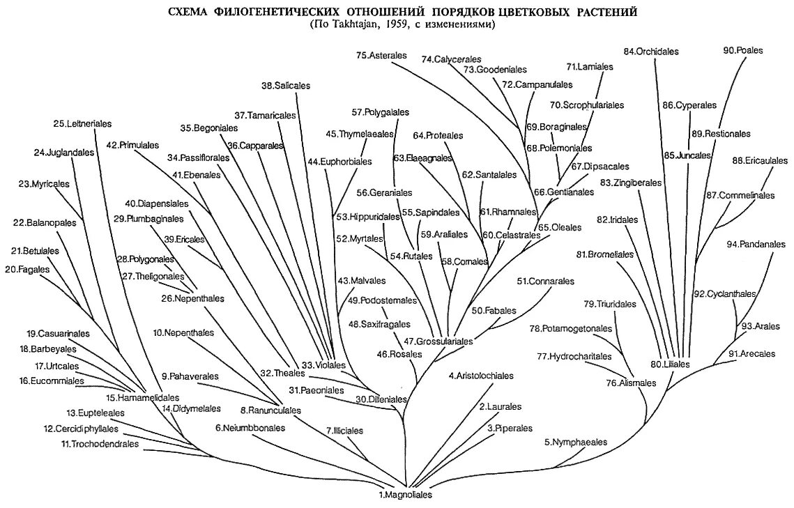 Систематическая группа сосны