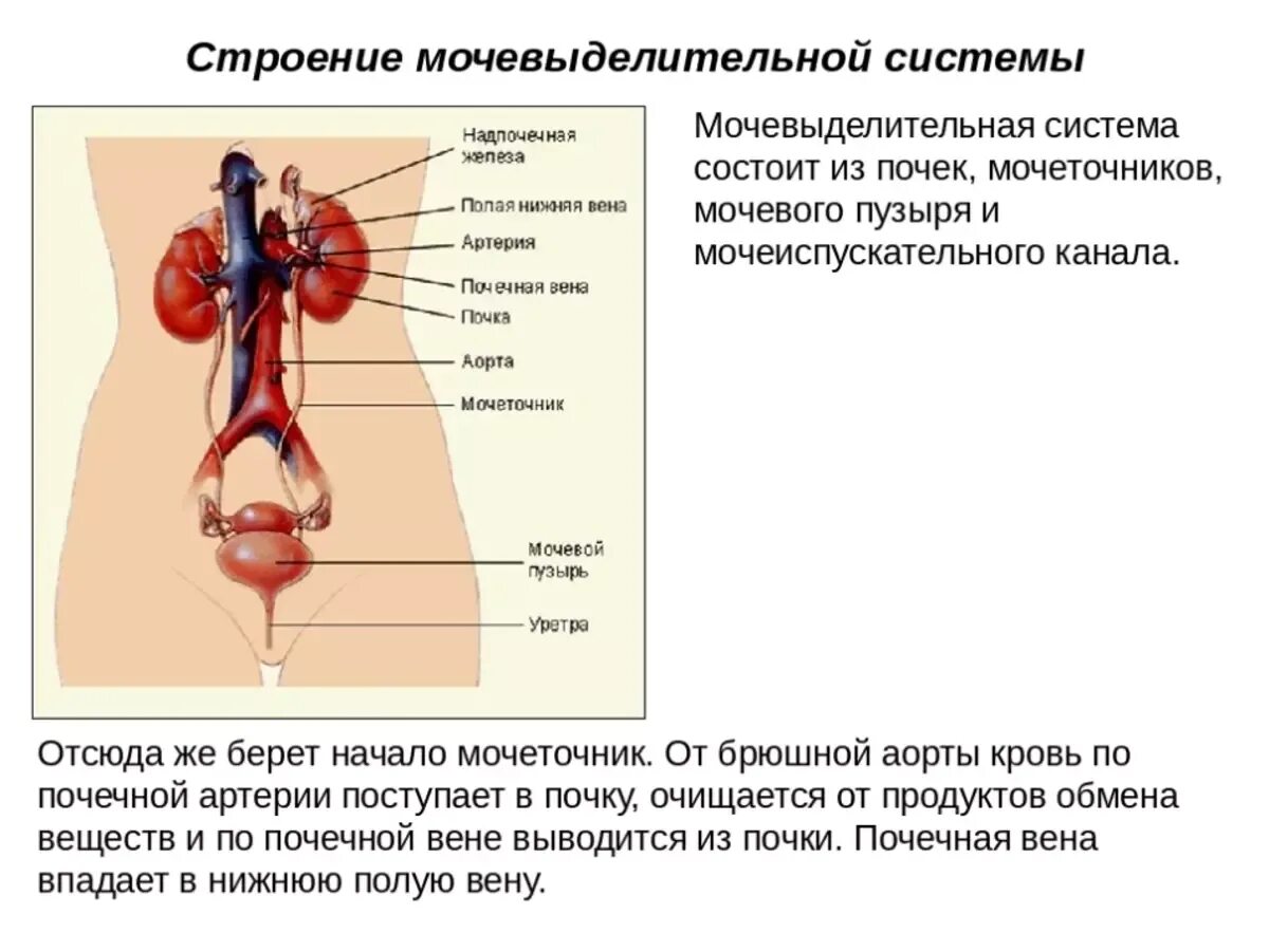 Какие органы входят в половую. Мочевыделительная система человека строение анатомия. Строение и функции выделительной системы кратко. Схема мочевыделительной системы человека. Органы выделительной системы функции и особенности строения.