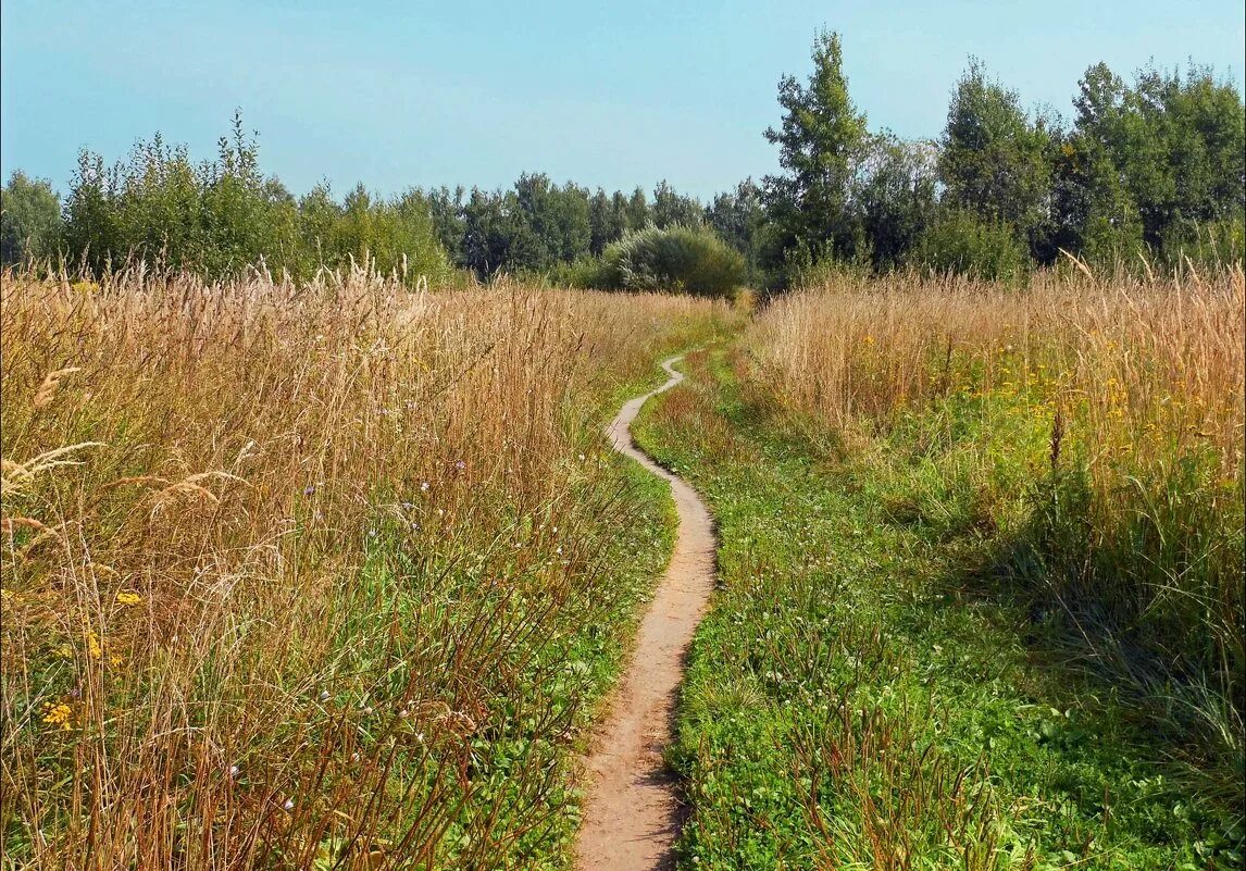 Тропинка на лугу. Тропинка в поле. Дороги на лугах. Тропинка через поле. Тропинка тропинка что прячешься ты