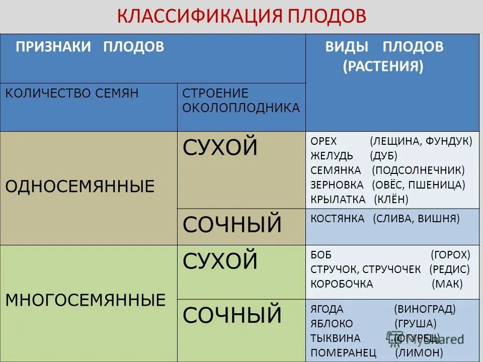 Что является признаком плодов растений. Классификация плодов. Признаки классификации плодов. Классификация плодов растений. Плоды классификация плодов.