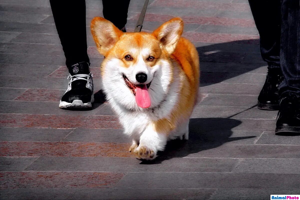 Модные собаки. Трое померанский шпиц jiffpom. Гражданская собака. Собаки раньше и сейчас. Бигль.